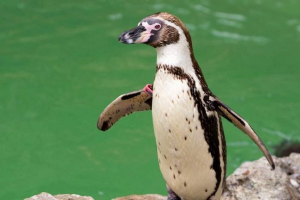 Penguin humboldt: siedliska, styl życia